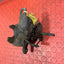 Ford Transit REAR BRAKE CALIPER Driver's Side 2.2 MK7 FWD 2010 P/N 6C112552AD