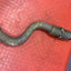 Citroen Berlingo/Peugeot Partner/Vauxhall Combo/Toyota Proace City EXHAUST FLEXIBLE PIPE FRONT 1.5 2019-2024 R/N 9812592980