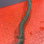 Ford Transit Custom RADIATOR COOLANT HOSE 2016-2023 P/N GK218C351BC