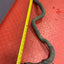 Ford Transit Custom RADIATOR COOLANT HOSE 2.0 2016-2023 P/N GK218C350BB